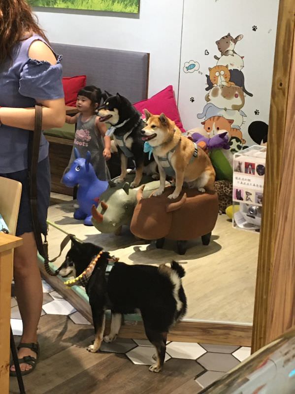 森林小徑文心店對寵物超友善